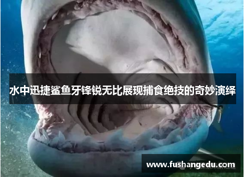 水中迅捷鲨鱼牙锋锐无比展现捕食绝技的奇妙演绎